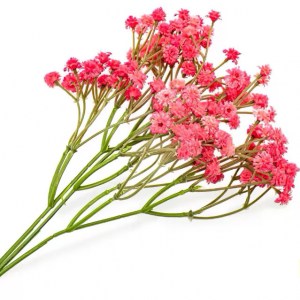 Gipsofila cvetnaja2